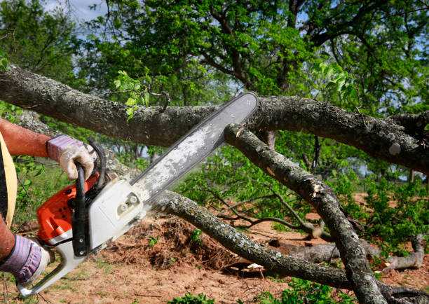 Best Tree Removal  in Perry, OK